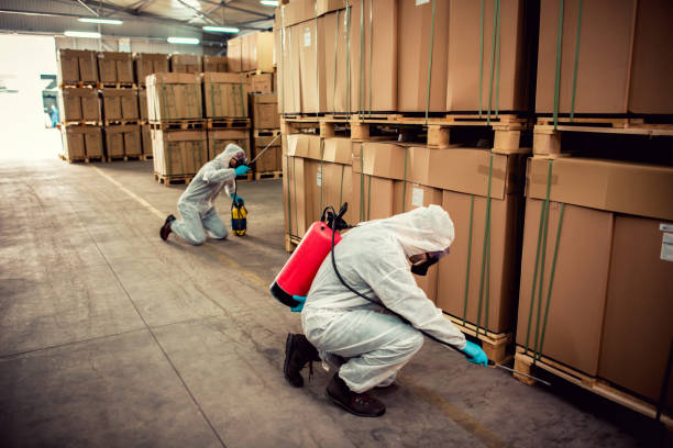 Best Wasp Removal Services  in Needles, CA
