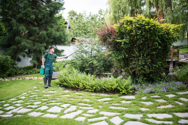 Best Affordable Pest Control Services  in Needles, CA