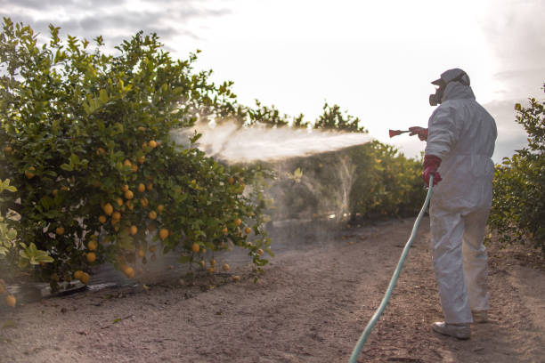Best Wasp Removal Services  in Needles, CA