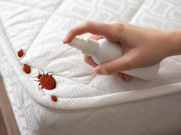 Best Termite Control Services  in Needles, CA