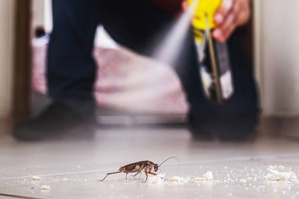 Trusted Needles, CA Pest Control Experts