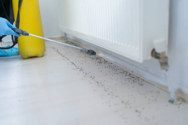 Best Pest Control Treatment  in Needles, CA